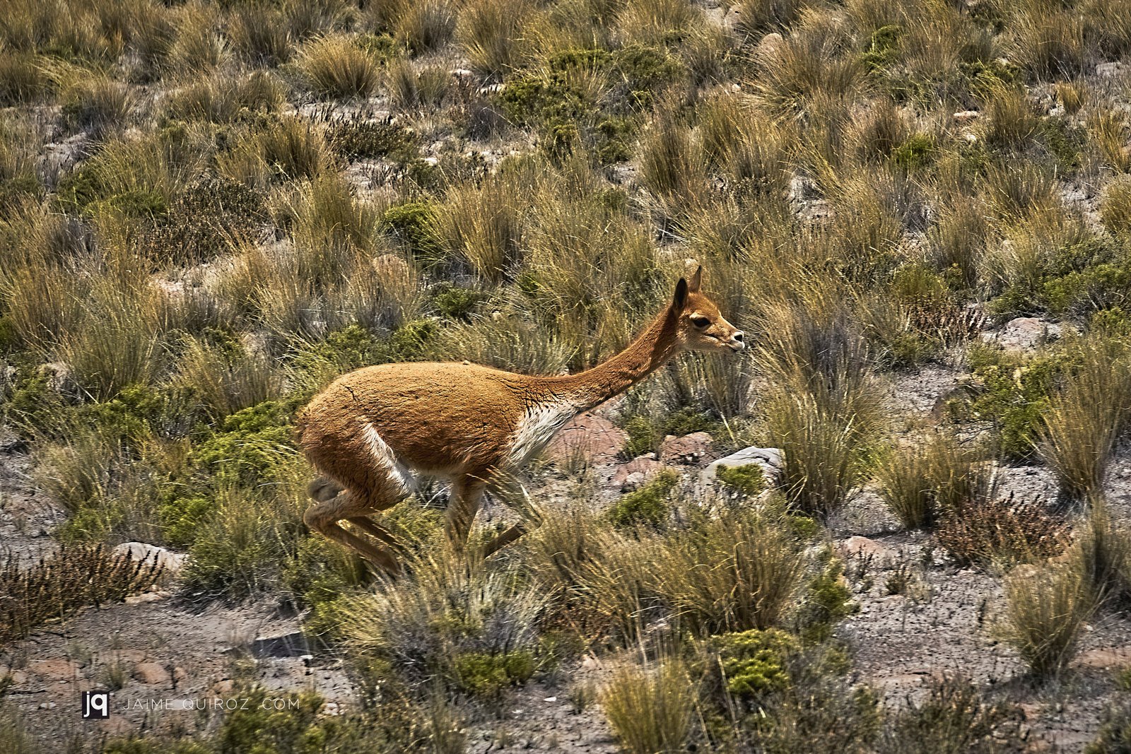 Vicuña, Aguada Blanca, Arequipa. Perú Landscapes and Nature