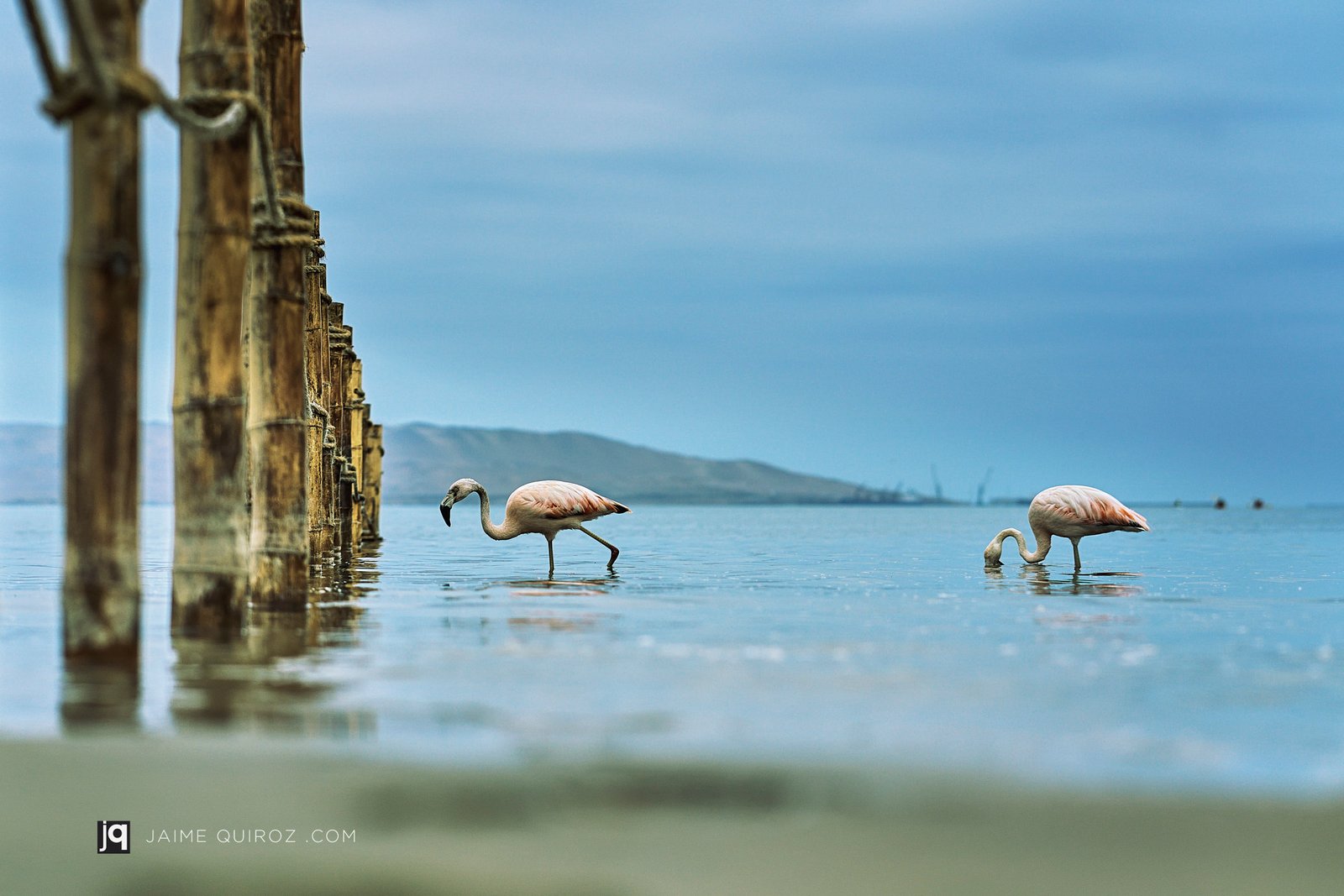 Flamingos, Paracas. Peru Landscapes and Nature