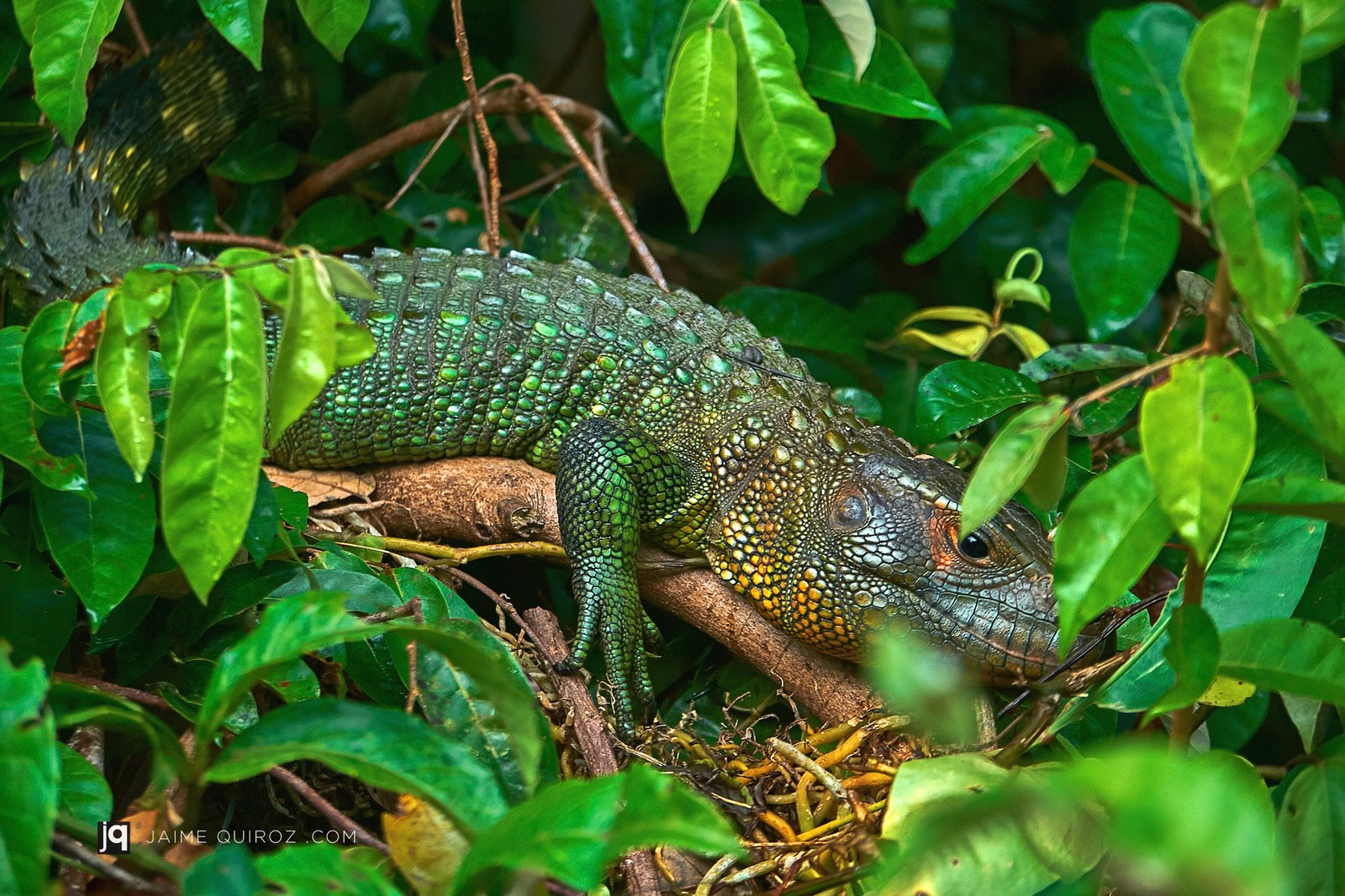 Iquitos, Loreto. Peru Landscapes and Nature