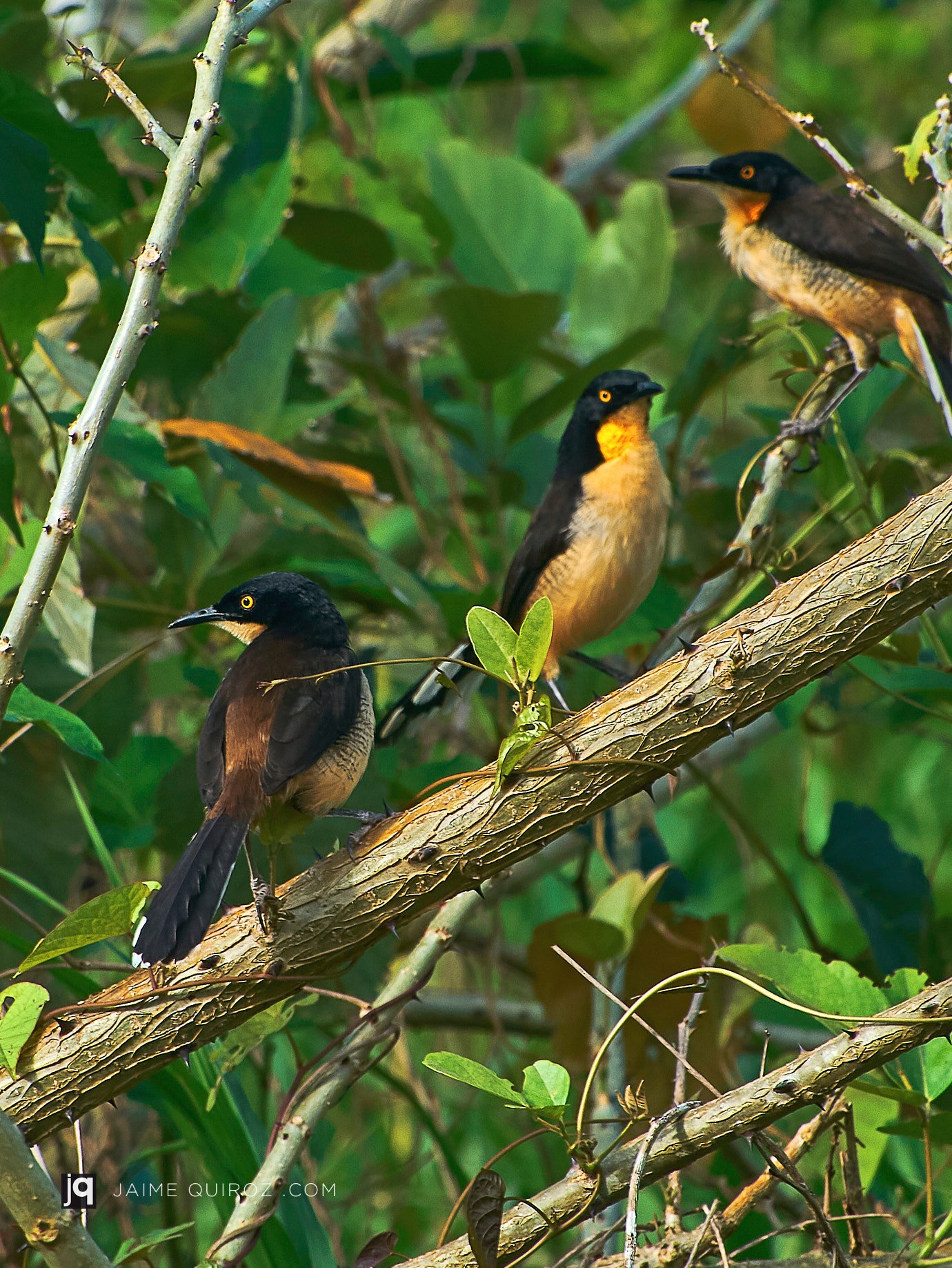 Iquitos, Loreto. Peru Landscapes and Nature