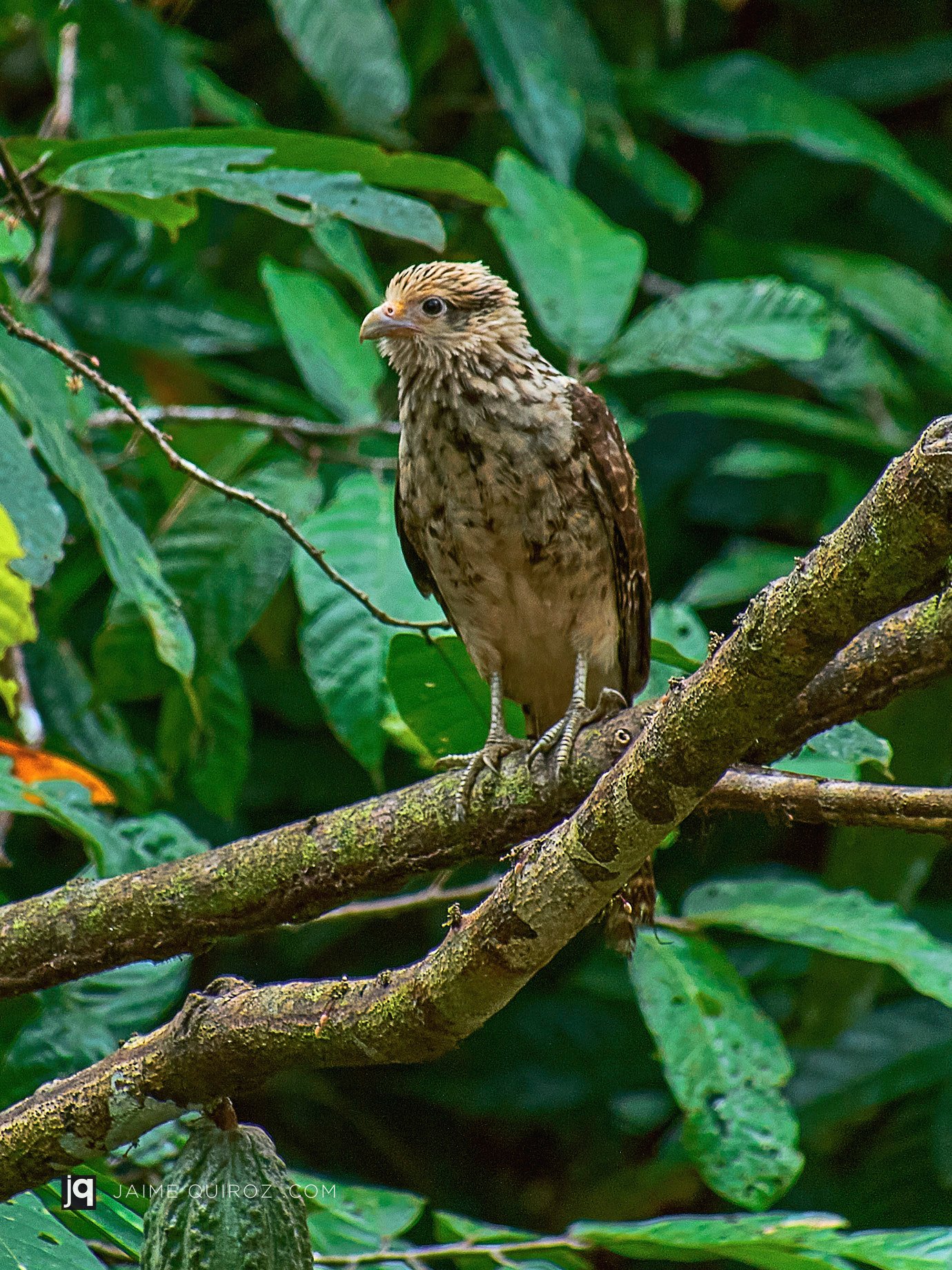 Iquitos, Loreto. Peru Landscapes and Nature